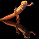 Illustration for article titled Kung fu Gecko will kick your ass first, ask questions later